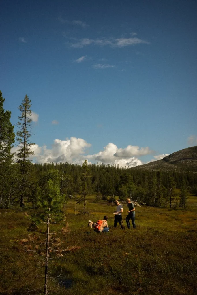 Forest In Norway 683x1024